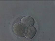 Embryos and Egg verification