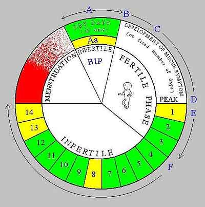 Cm Fertility Chart