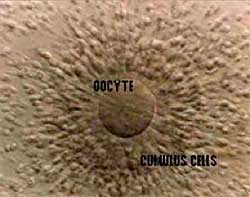 oocyte cumulus corona complex