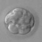 eight-cell-a