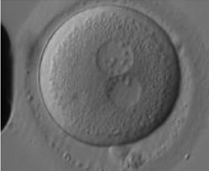 fertilised-egg-img
