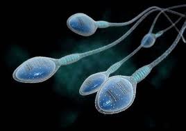 Image result for Producing Sperms