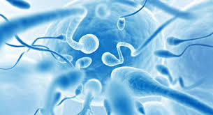 Image result for ivf