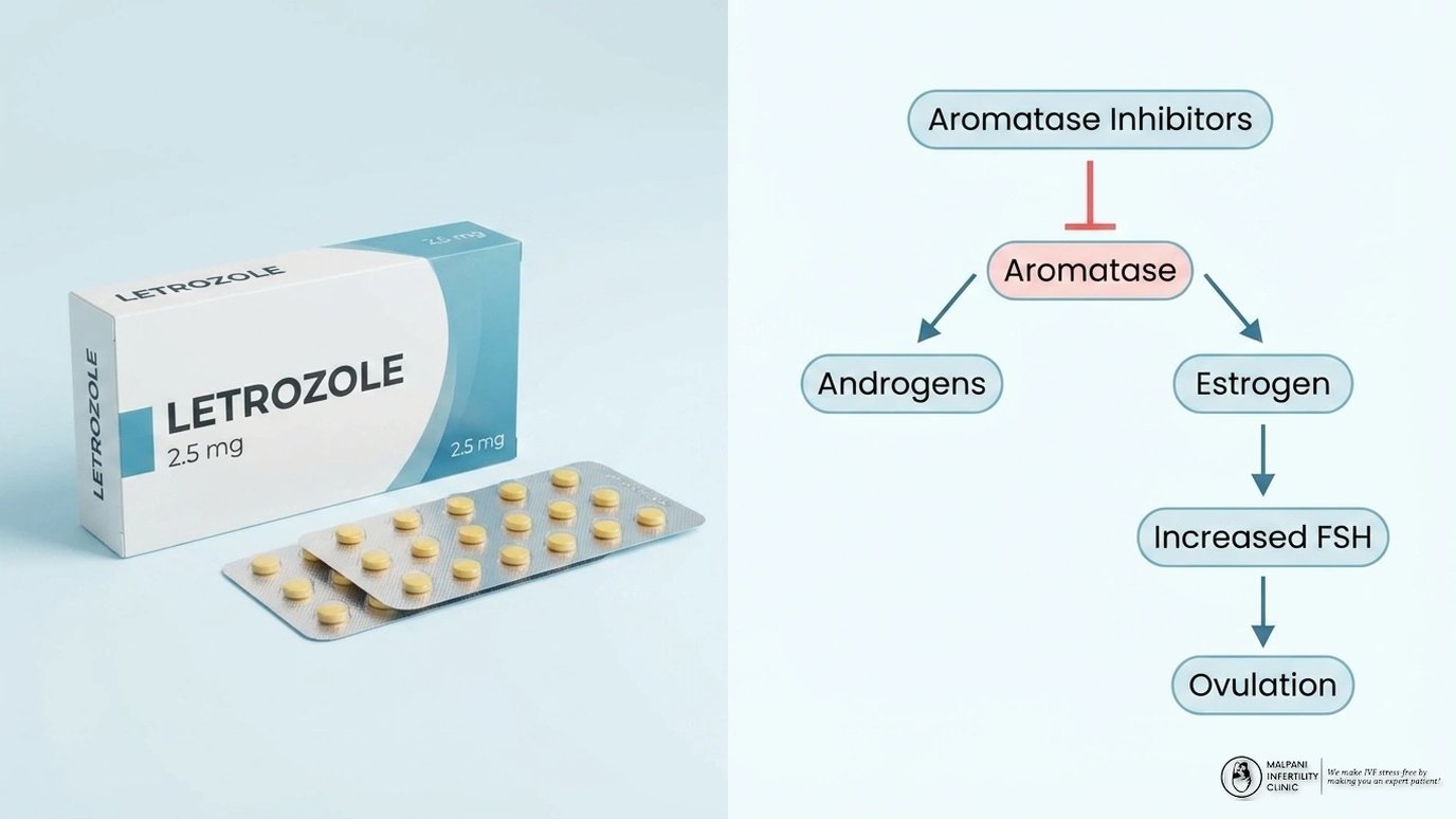 How Does Letrozole Work: A Complete Guide to This Fertility Treatment
