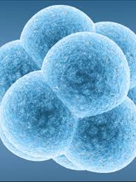 Image result for How many embryos should you transfer