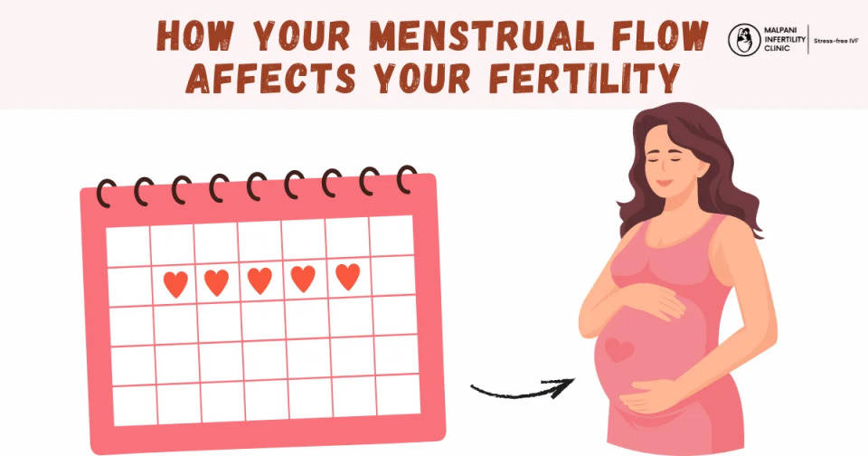 The image represents how the regularity, duration, and flow of menstrual cycles can influence a woman’s fertility and chances of conception.