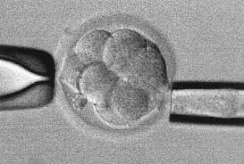 Image result for Embryo Biopsy
