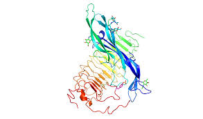 Image result for FSH